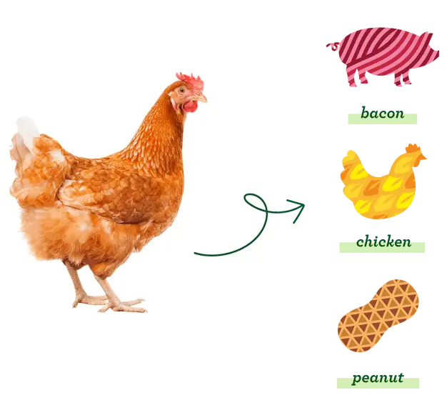 Chicken